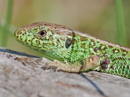 Lacerta agilis